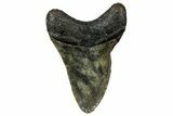 Fossil Megalodon Tooth - North Carolina #351173-1